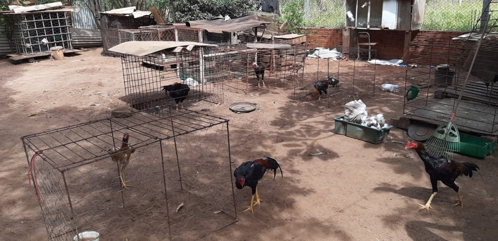 Animais eram treinados para rinha de galos, diz polícia  — Foto: Polícia Militar/Divulgação
