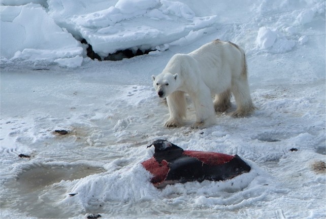 As costelas do urso são visíveis sob sua pelagem (Foto: Jon Aars/Norwegian Polar Institute)