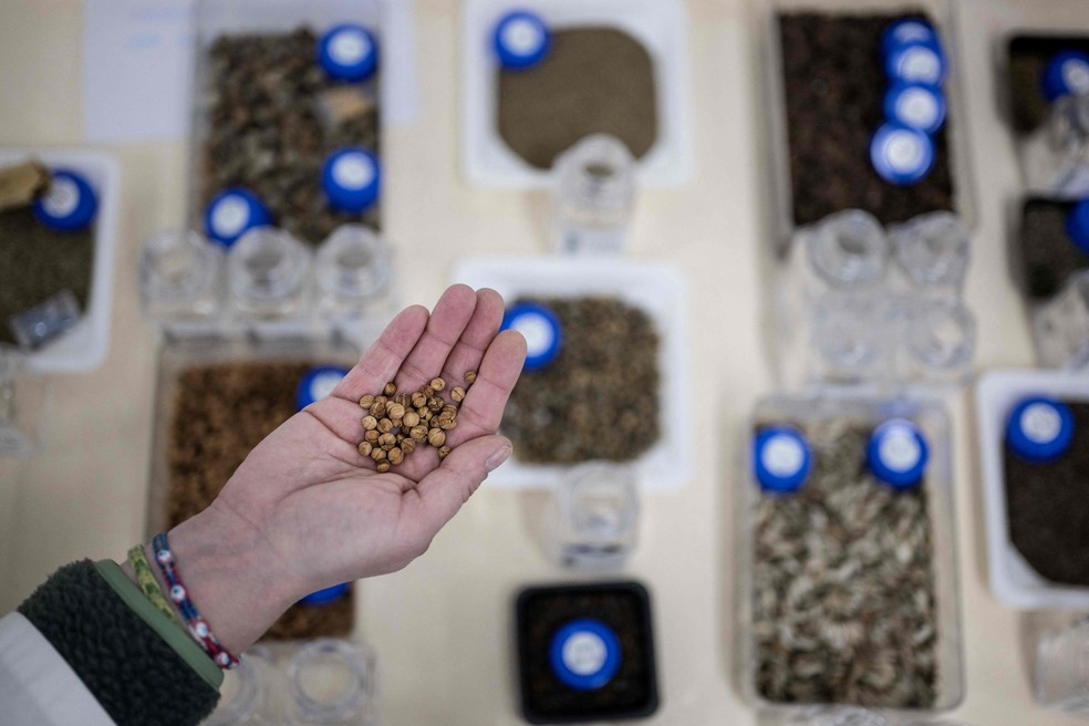 Dentro de cofres congelados, à prova de bombas, sob o interior da Inglaterra, esconde-se um tesouro de mais de 40 mil espécies de sementes de plantas selvagens de quase todo o mundo, muitos dos quais em risco de extinção — Foto: Ben Stansall / AFP