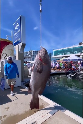 O peixe de 136 kg pescado por Connor Cruise, filho de Tom Cruise e Nicole Kidman (Foto: Instagram)