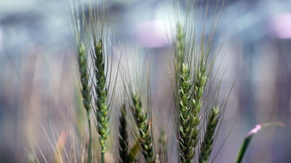 O trigo representa cerca de um quinto do total de calorias consumidas em todo o mundo — Foto: BBC/TONY JOLLIFFE