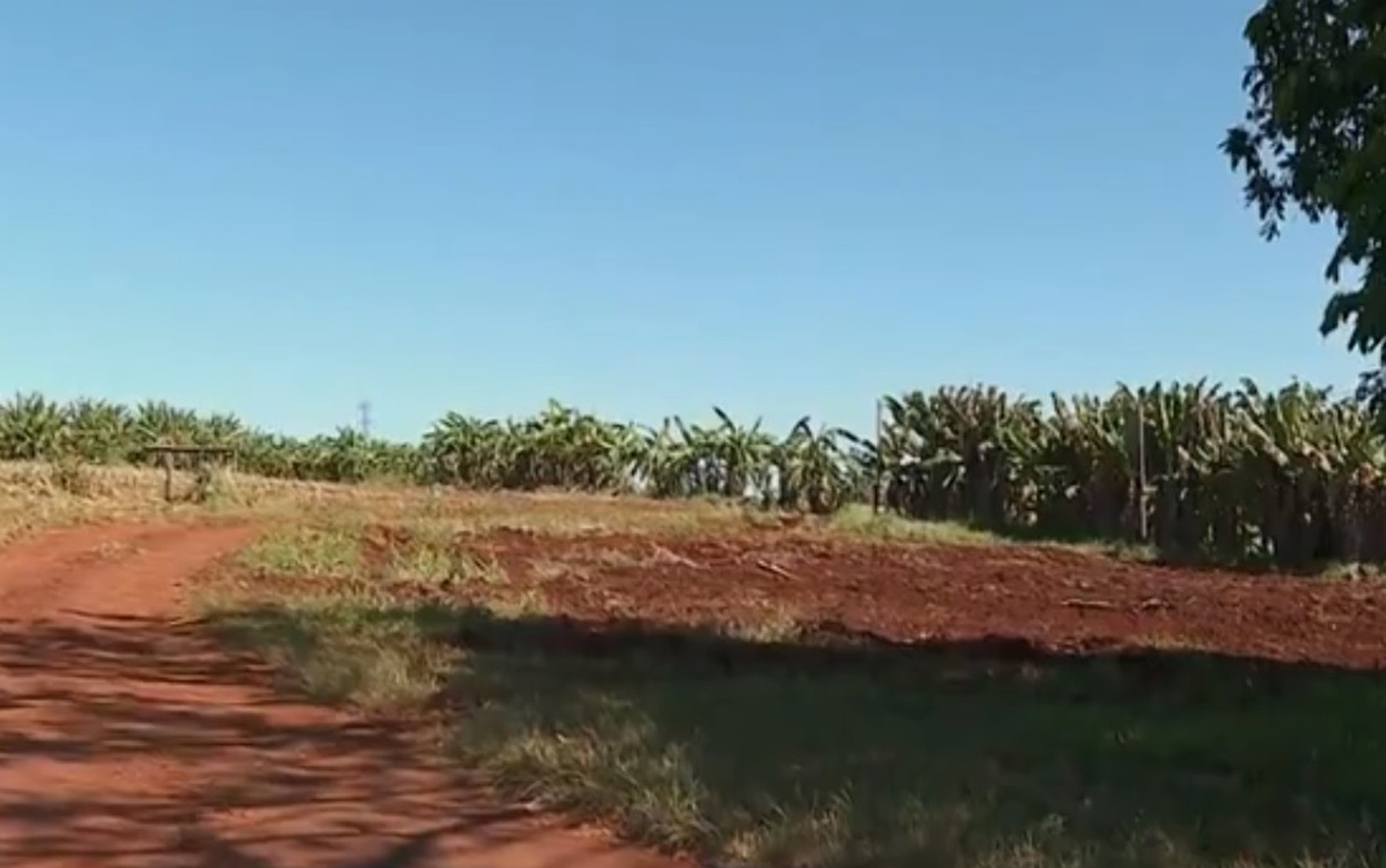 Idoso assassinado tinha hábito de deixar frutas para vizinhos em sítio furtado em Brodowski, SP 