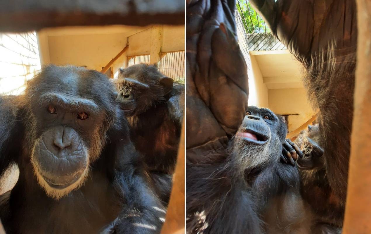 Inteligentes e brincalhões: conheça Paulinho e Kelly, o casal de chimpanzés que vive no Zoológico de Sorocaba