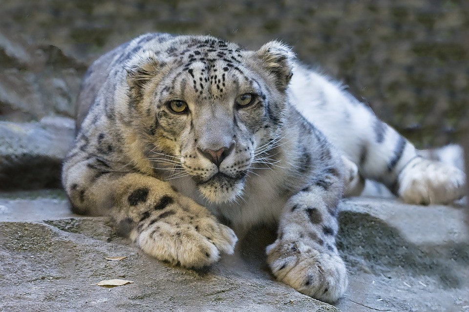 Leopardo-das-neves (Foto: Pixabay/ Skeeze/ Creative Commons)