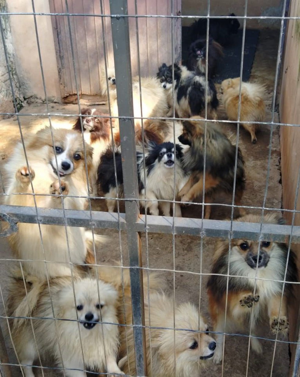 Animais foram localizados em propriedade na área rural de Pato Branco — Foto: IAT
