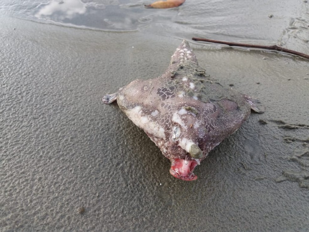 Peixe-morcego é encontrado por equipe que limpava praia de São Vicente, SP — Foto: Arquivo Pessoal/Claudinei Nunes 