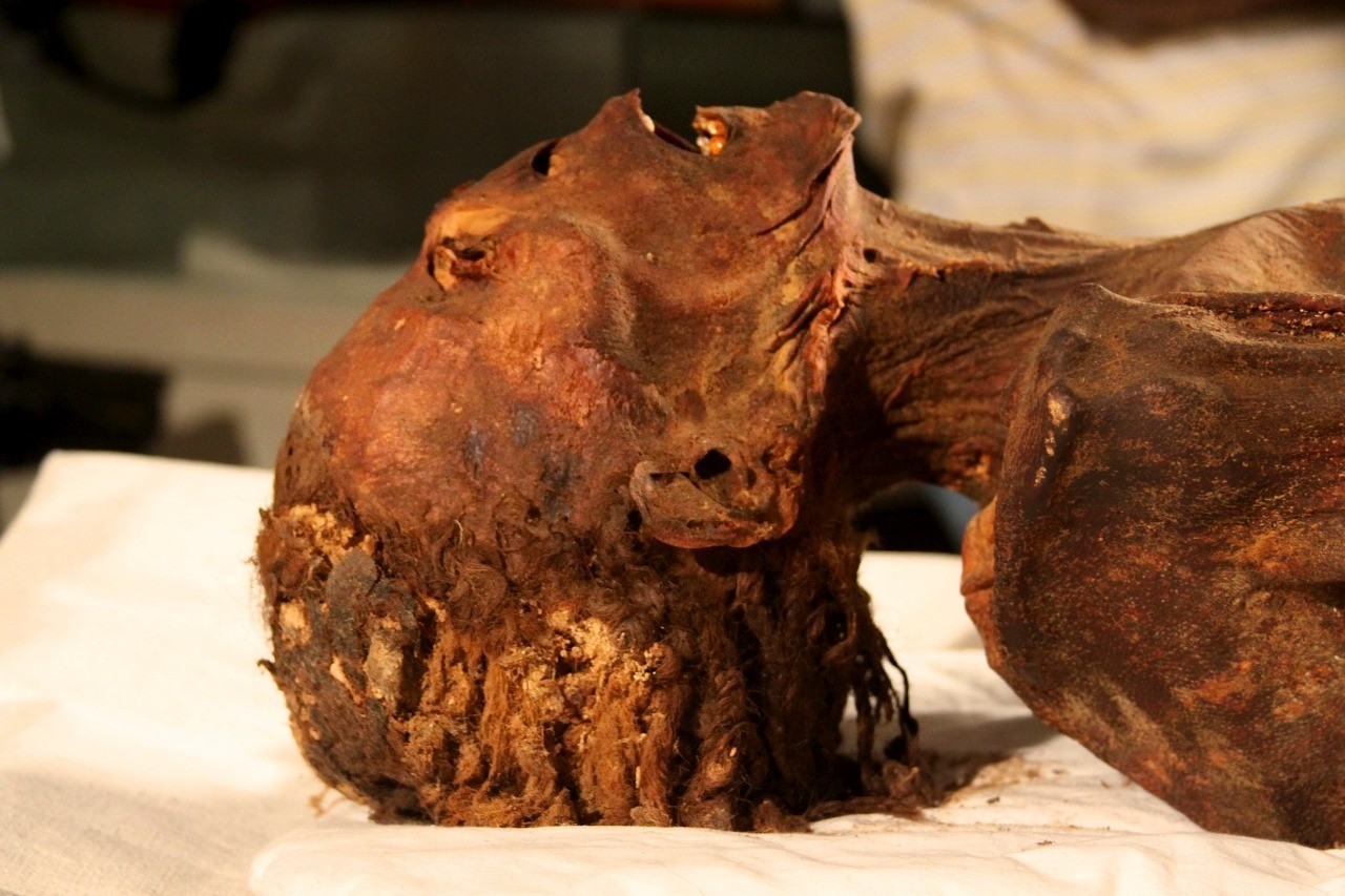 Múmia que grita pode ter morrido de ataque cardíaco há 3 mil anos (Foto: Zahi Hawass and Sahar Saleem)