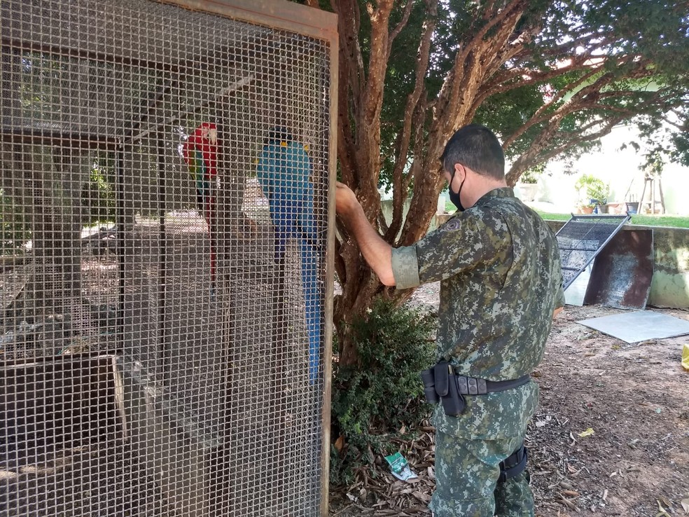 Ocorrência com araras em cativeiro, sem autorização, foi registrada em Osvaldo Cruz — Foto: Polícia Ambiental