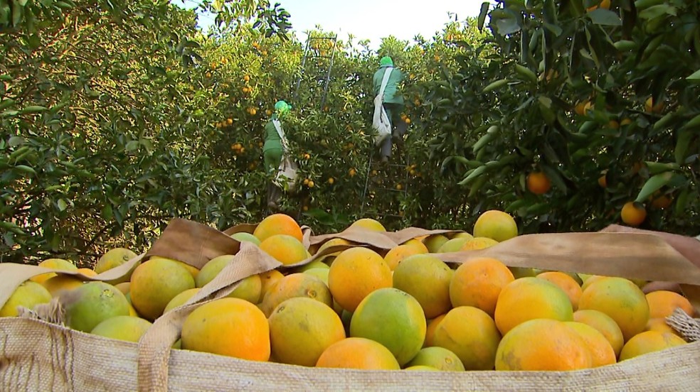 Colheita da laranja em propriedade em Bebeoduro, SP — Foto: Reprodução/EPTV