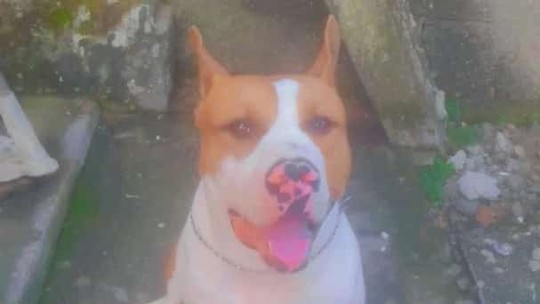 Cachorro é morto a tiros em São Gonçalo; família acusa Polícia Civil, que lamenta