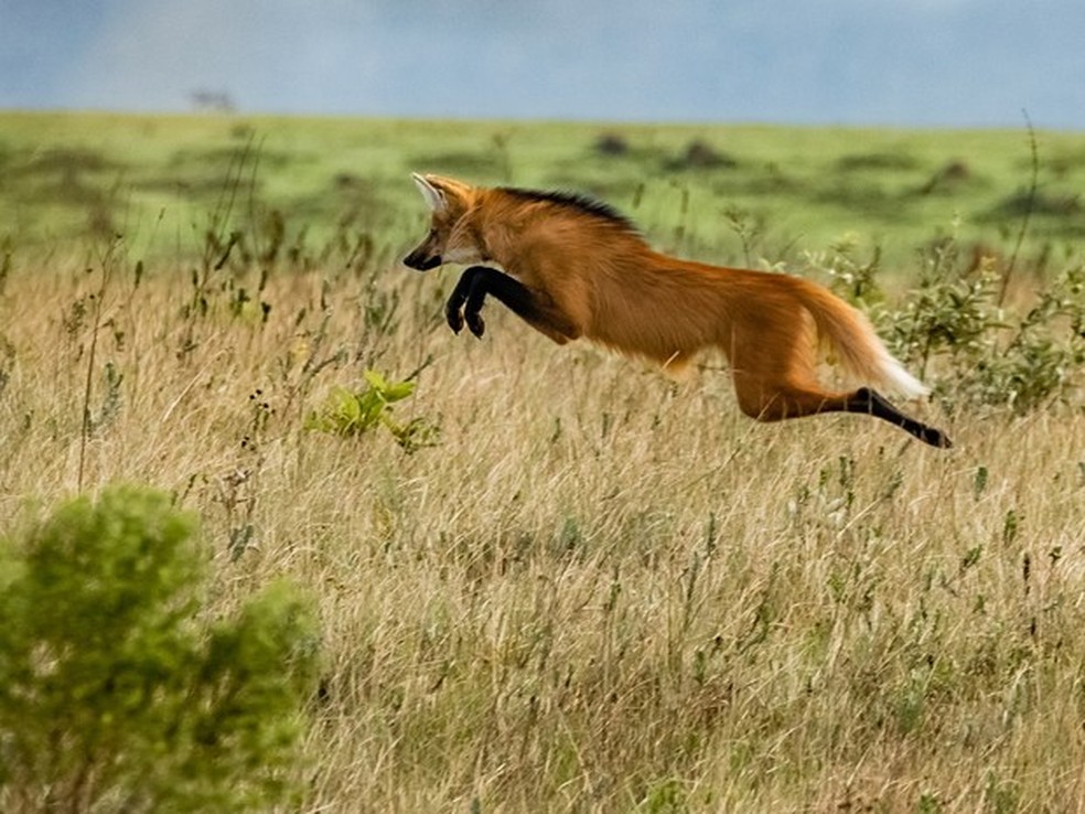 Momento de caça do lobo-guará registrado na Serra da Canastra flagra hábito "saltador" do animal  — Foto: João Roberto Cortez/VC no TG