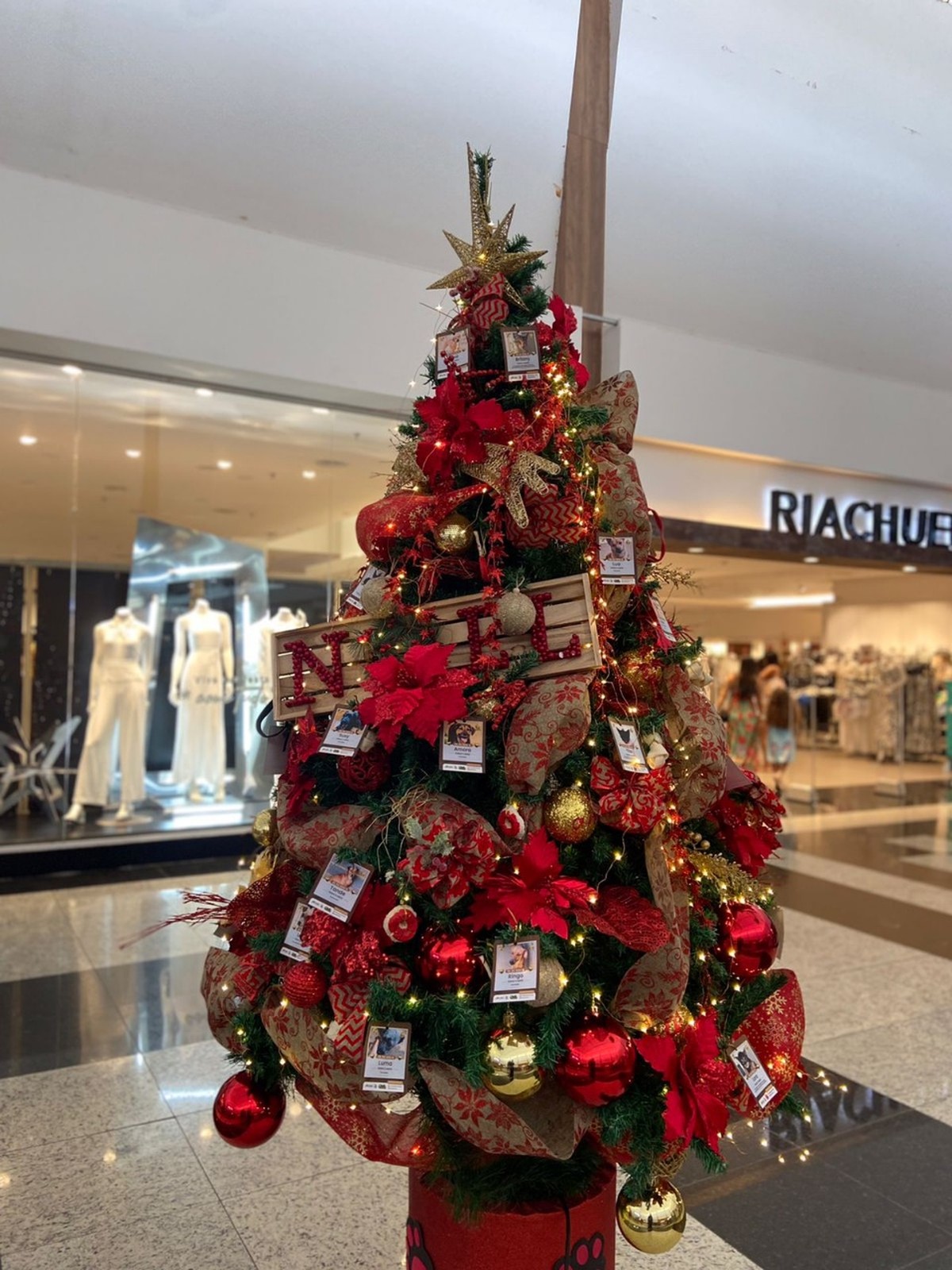 “Ei, me adota!” Árvore de Natal com fotos de pets incentiva adoção em Montes Claros