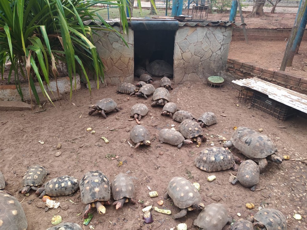Mais de 150 jabutis foram recolhidos do cativeiro e devolvidos à natureza — Foto: Polícia Militar Ambiental