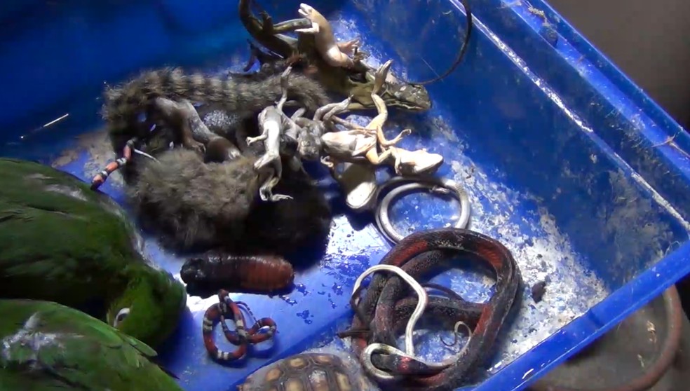 Animais mortos estavam congelados e sem documentação na casa da estudante de medicina veterinária em Taubaté  — Foto: Divulgação / Polícia Ambiental