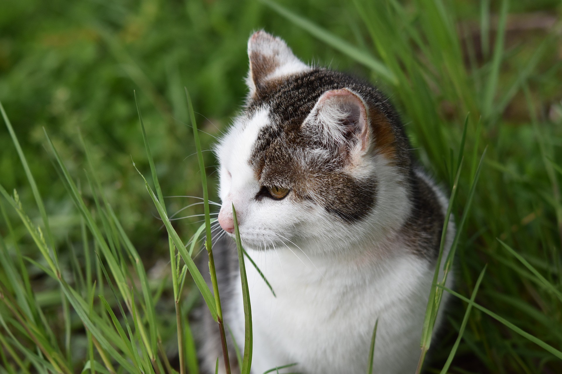Gatos comem grama e depois vomitam (Foto: JacLou DL/Pixabay)