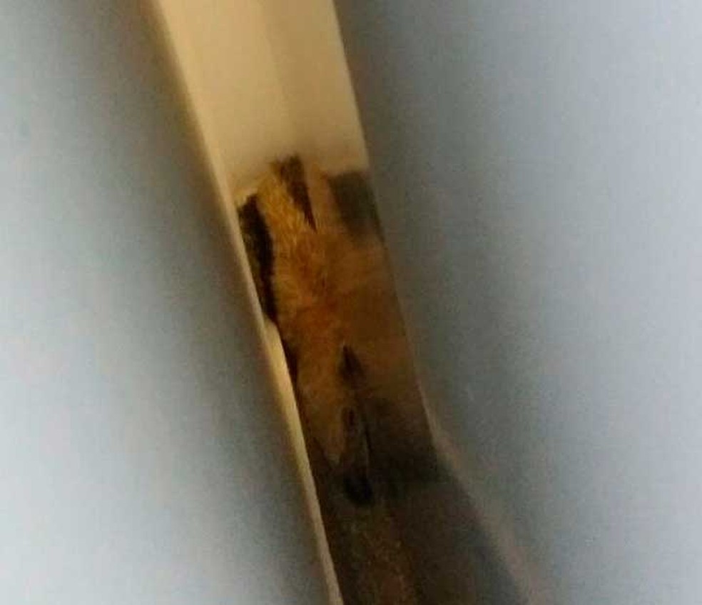 Especialistas acreditam que tamanduá tenha fugido de algum animal e procurou abrigo nas dependências da universidade (Foto: Divulgação/Ufob)