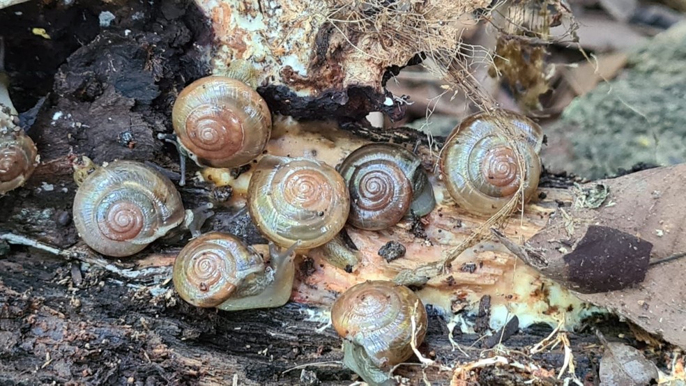 Espécie exótica de caracol foi vista pela primeira vez no Brasil em cidades do Paraná e litoral paulista  — Foto: Arquivo pessoal/Marcos R. Bornschein