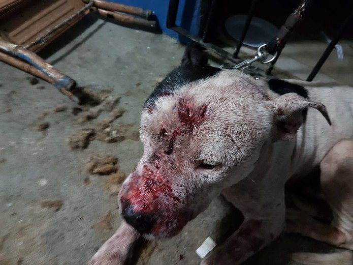 Pit bull que participava de rinha de cães em Mairiporã — Foto: Marcelo Assunção/ TV Globo