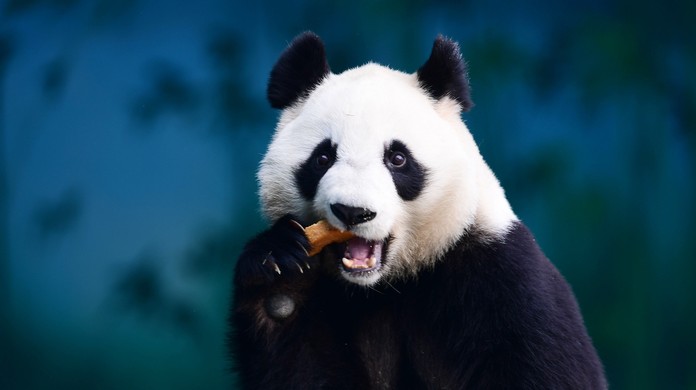 Por que a China empresta e aluga pandas a zoológicos ao redor do mundo |  Natureza | G1
