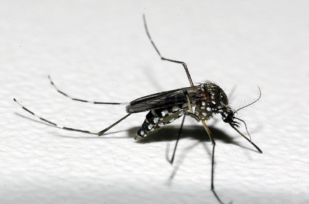 Boletim EpidemiolÃ³gico do MinistÃ©rio da SaÃºde traz dados de doenÃ§as causados pelo Aedes Aegypti â€” Foto: Raul Santana/FundaÃ§Ã£o Oswaldo Cruz/DivulgaÃ§Ã£o