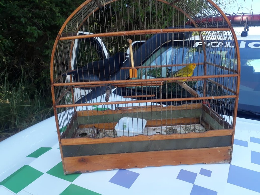 Aves foram encontradas em cativeiro em uma casa em Ouro Verde — Foto: Polícia Ambiental
