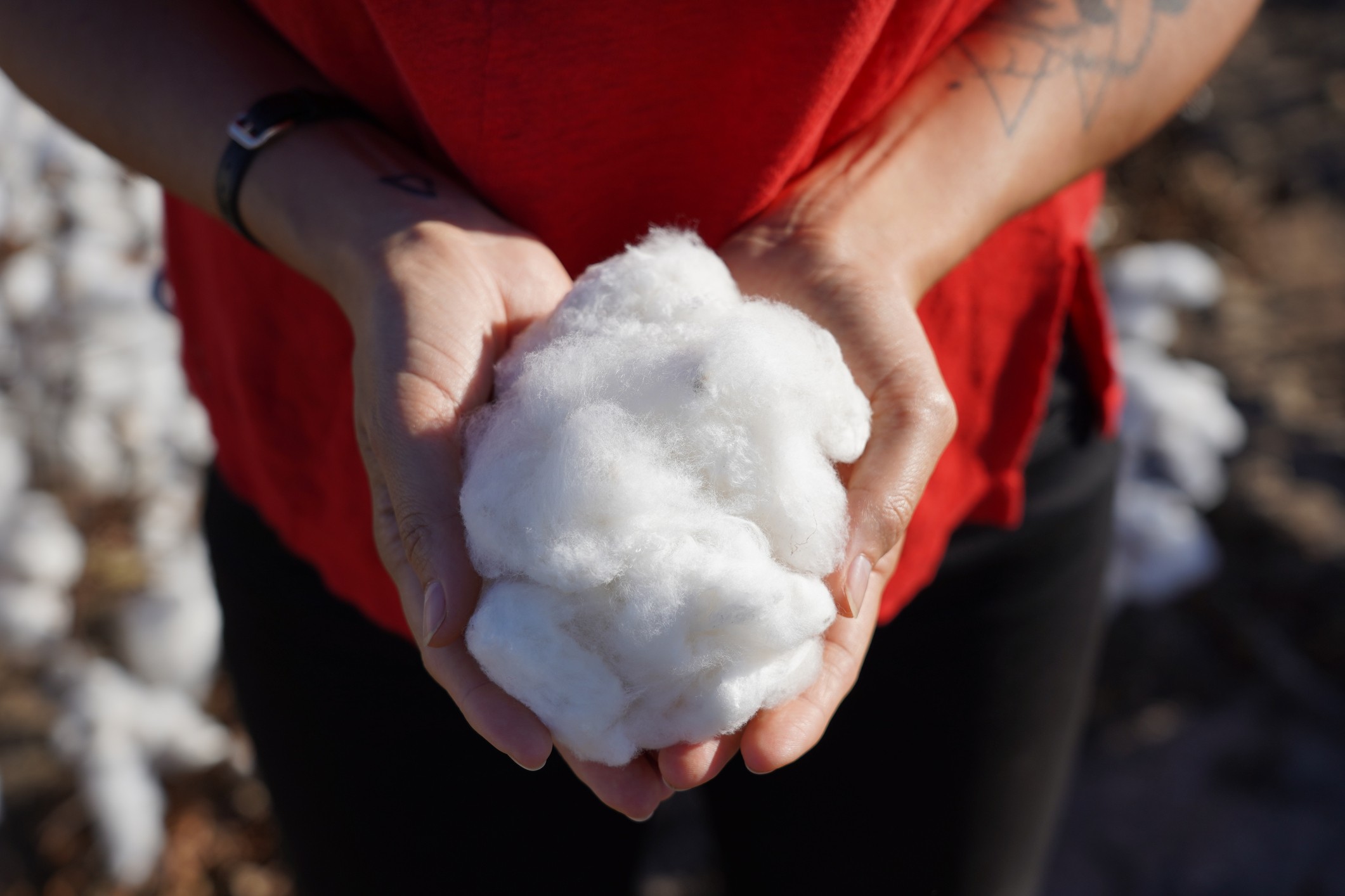 Female hands holding fresh harvested organic cotton. On a sunny day in Australia. Closeup, Detail. (Foto: Getty Images)