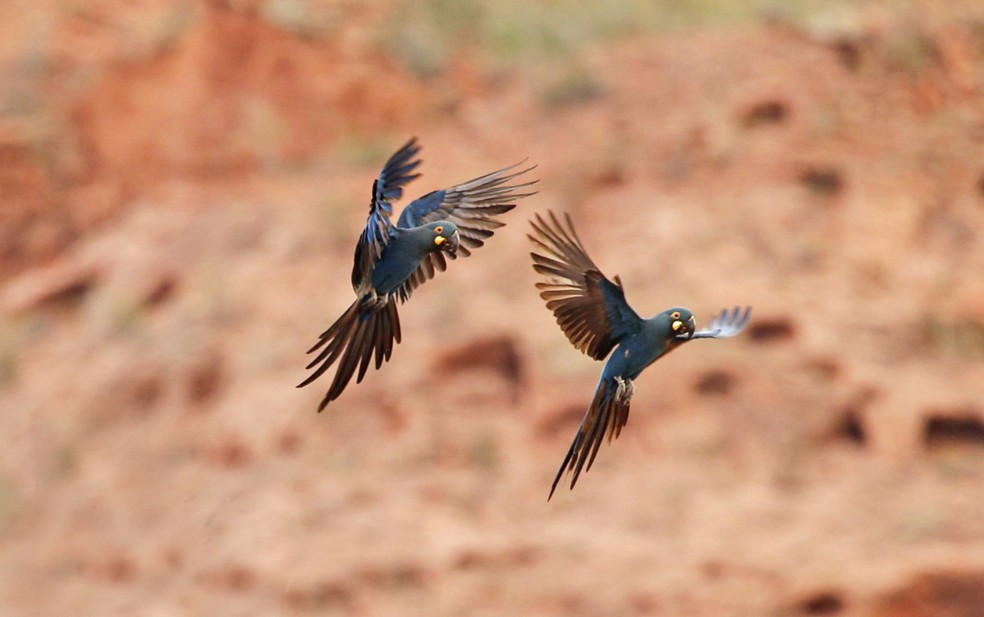 Casal de arara-de-lear sobrevoa caatinga baiana — Foto: Ciro Albano/Fundação Biodiversitas
