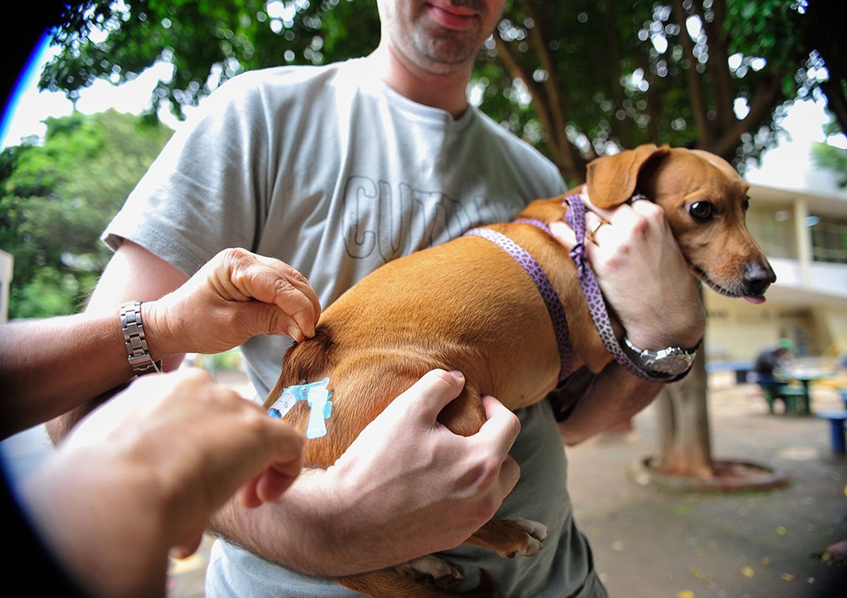 Cães e gatos poderão ser vacinados contra a raiva em Montes Claros neste sábado (17); veja locais
