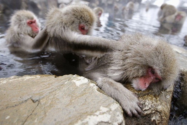 Cidade japonesa caça macaco selvagem após série de ataques