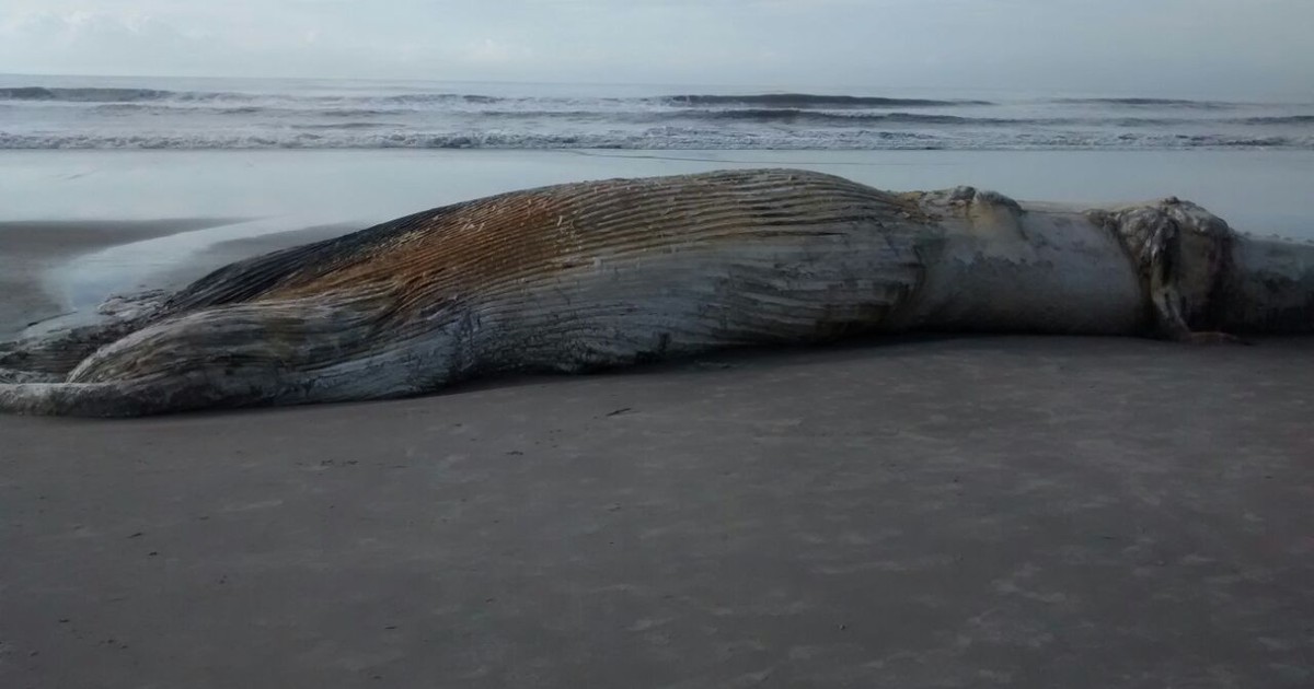 Baleia jubarte encontrada morta é  enterrada em praia do litoral do PR