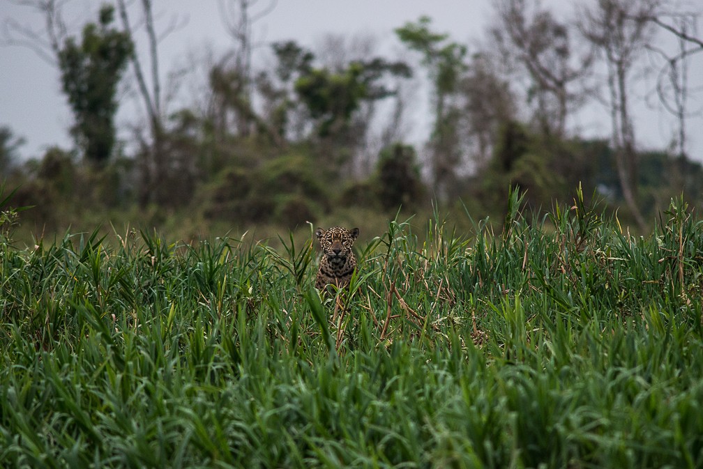 Filhote de onça fotografado no Pantanal em MT — Foto: José Medeiros
