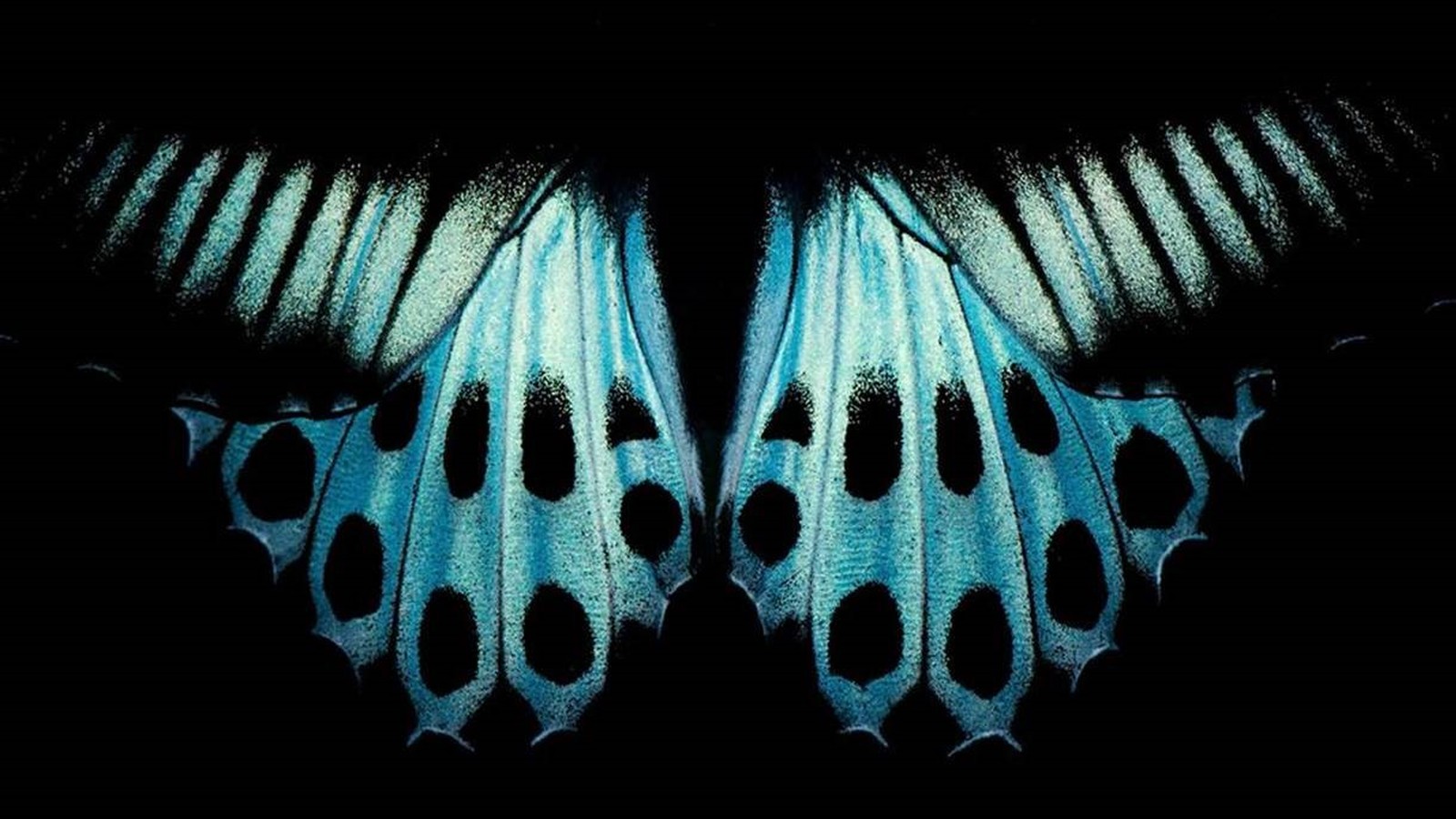 Padrão nas asas da borboleta conhecida como 'Blue Mormon', encontrada no sul da Índia e em Sri Lanka (Foto: PRATIK PRADHAN/Royal Photographic Society)