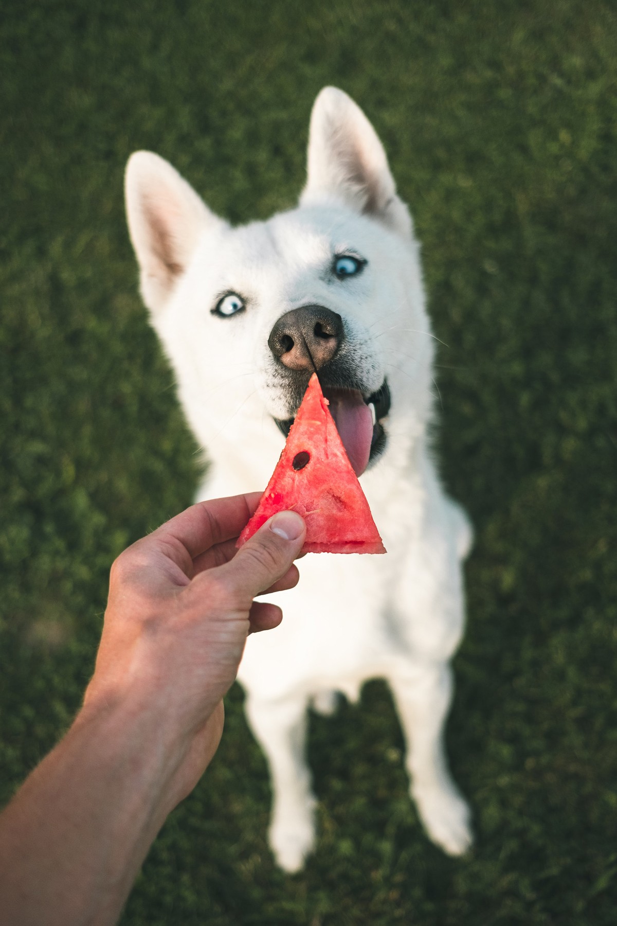Todas as frutas sem sementes e caroços, com exceção da uva e da carambola, podem ser oferecidas aos cachorros (Foto:  Unplash/CreativeCommons/Marek Szturc)