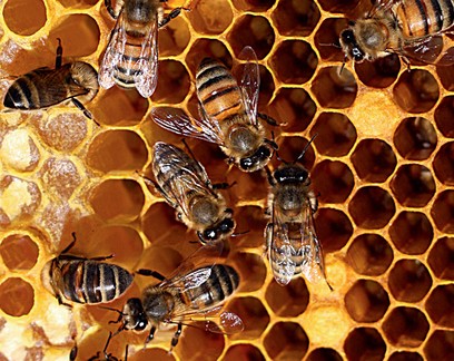 Apicultura: produção de mel bate recorde no Brasil 