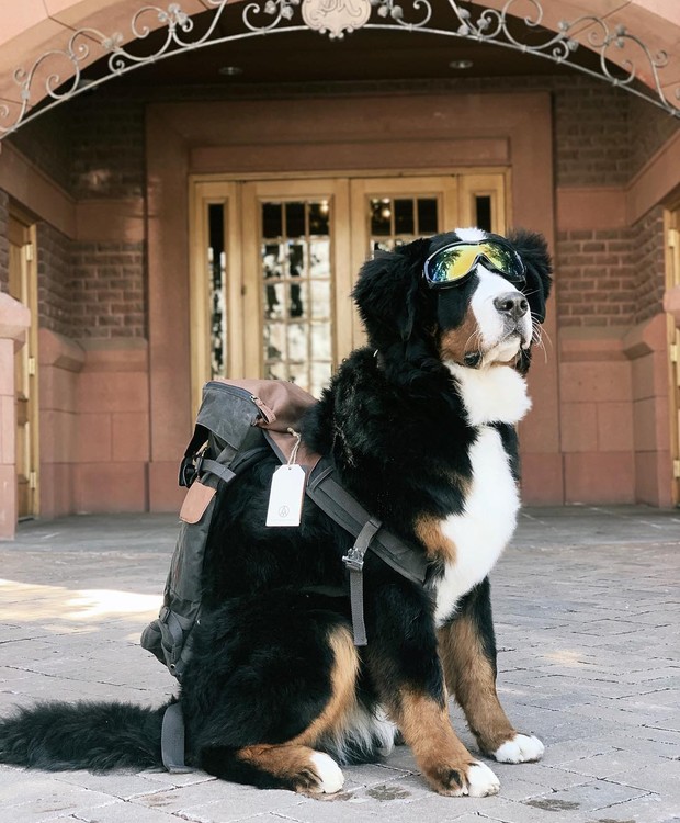 Kitty, a cadela do hotel St Regis Aspen ganhará um mordomo (Foto: Instagram/ Reprodução)
