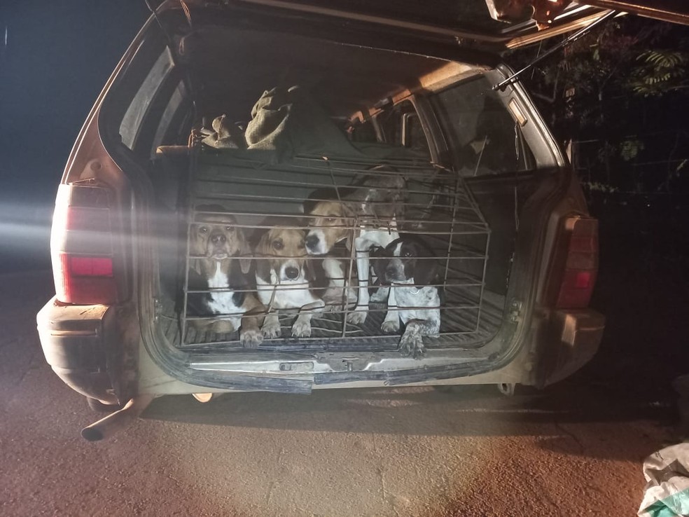 Suspeitos de caça ilegal em fazenda de Cristais, MG, tinham quatro cães da raça beagle americano no porta-malas do carro — Foto: Divulgação/Polícia Militar Ambiental 