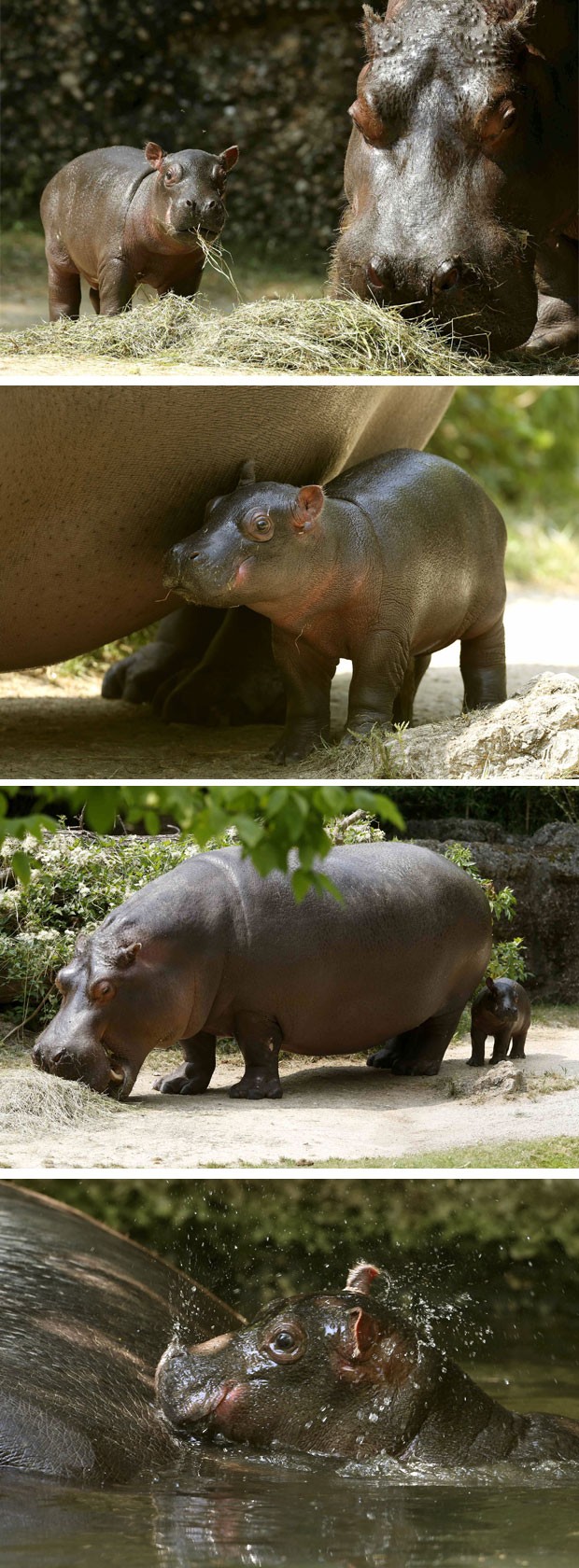 Zoo sexo