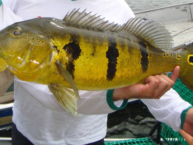 Tucunaré é iguaria culinária em Altamira (Foto: Divulgação)