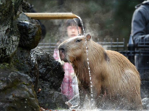 Capivara tomou banho de água quente para se aquecer (Foto: Toshifumi Kitamura/AFP)