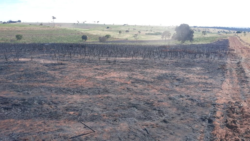 Polícia Ambiental constatou queimada sem autorização em uma plantação de mandioca — Foto: Polícia Ambiental