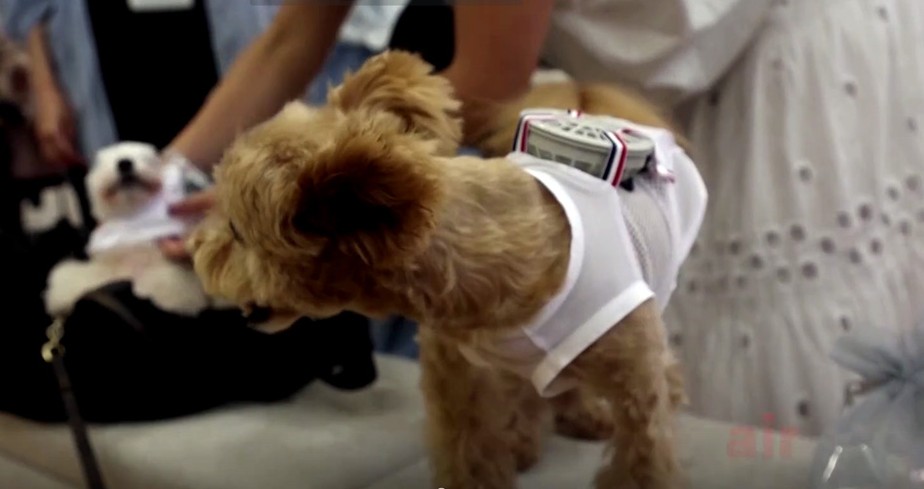 Cachorrinho usa roupa feita pela empresa Sweet Mommy, no Japão. Modelo tem ventilador para aliviar pets no calor intenso.