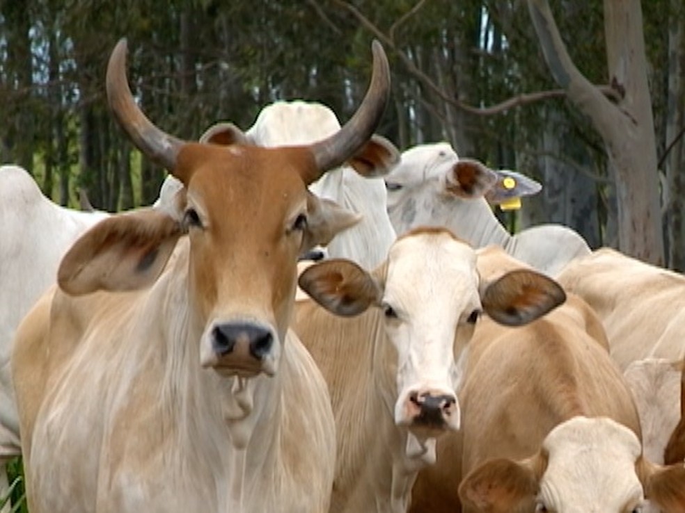 Cotacao Arroba Do Boi Gordo Custa De R 130 A R 145 Em Rondonia Rondonia G1 Faca seu pedido e divida em ate 12 vezes no cartao de credito. arroba do boi gordo custa de r 130