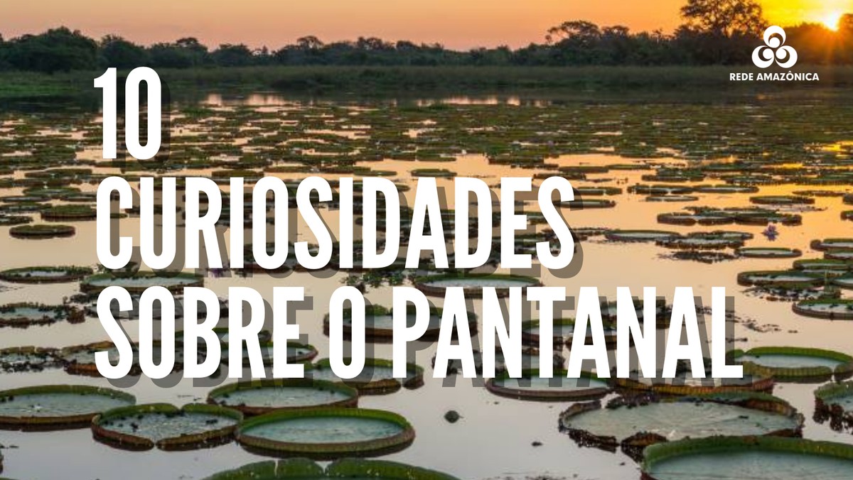 Conheça 10 curiosidades sobre o Pantanal | Rede Amazônica | Rede Globo