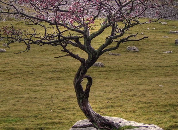 Esta árvore nasceu no topo de uma rocha (Foto: Reprodução)
