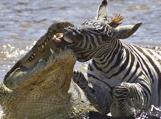Crocodilo ataca zebra no Rio Mara, no Quênia (Foto: Gabriela Staebler/Caters)