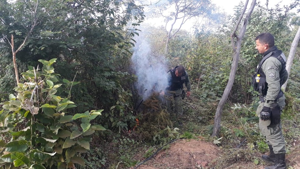 Polícia Incinera pés de maconha em Orocó — Foto: Divulgação/ 2ª CIPM