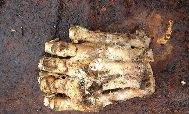 Fragmento de membro encontrado com cinco dedos gerou boatos sobre existência do 'pé-grande' (Foto: Lakeville Police Department/AFP)