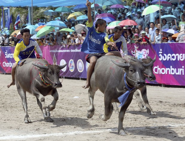 Tailandeses disputaram corrida de búfalos na província de Chonburi (Foto: Apichart Weerawong/AP)