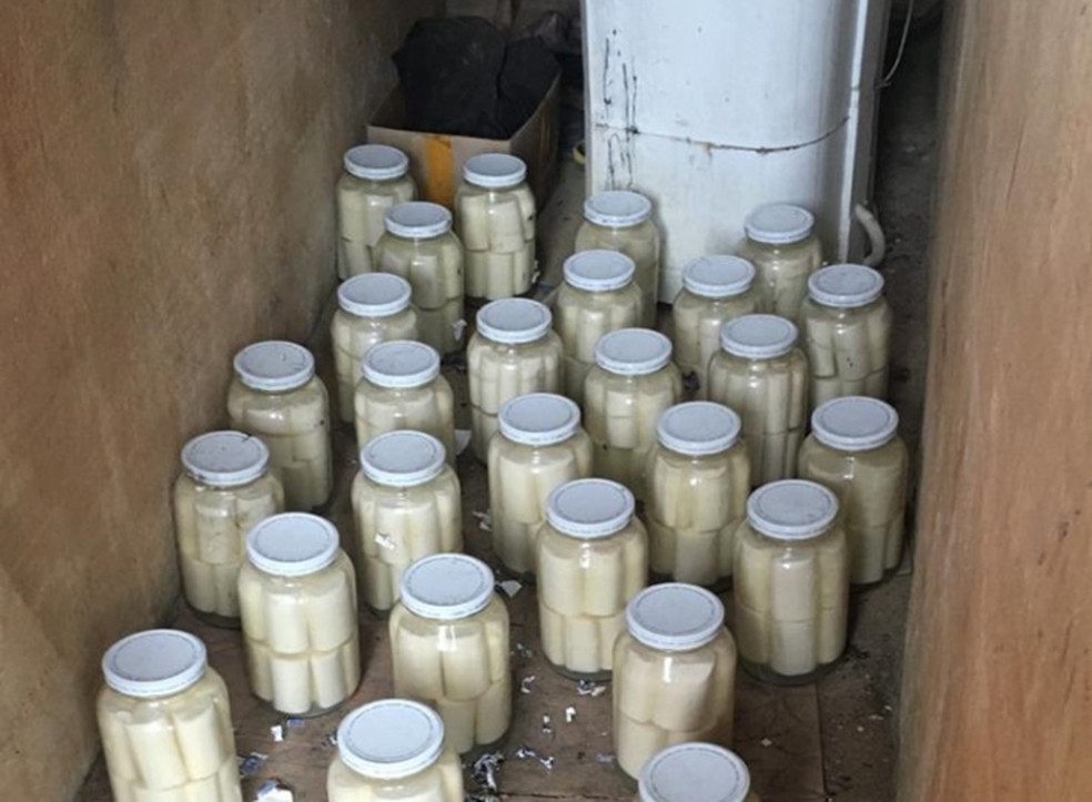 Palmitos já processados foram encontrados em imóvel de Eldorado, SP — Foto: Divulgação/Polícia Militar Ambiental