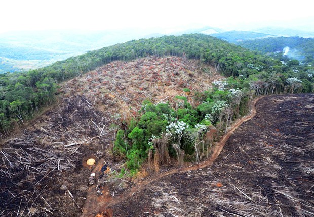 Zerar o desmatamento é uma das metas do Brasil anunciadas pela presidente Dilma Rousseff (Foto: Welington Pedro de Oliveira)